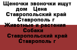 Щеночки звоночки ищут дом › Цена ­ 1 - Ставропольский край, Ставрополь г. Животные и растения » Собаки   . Ставропольский край,Ставрополь г.